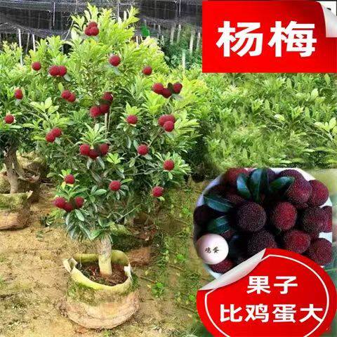 杨梅树树苗东魁正宗嫁接特大仙居槐黑炭乌杨梅果苗盆栽南北方种植