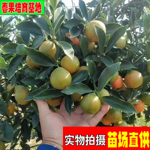 脆皮带果金桔耐寒嫁接盆栽融安