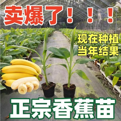 香蕉树苗盆栽地栽芭蕉粉蕉耐寒矮化香蕉苗南方北方四季庭院果树苗
