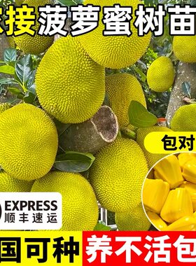 菠萝蜜树树苗嫁接果树果苗四季水果苗室内外庭院盆栽种苗耐寒榴莲
