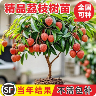 妃子笑荔枝树苗正宗无核桂味果树果苗嫁接仙进奉盆栽四季种植树苗