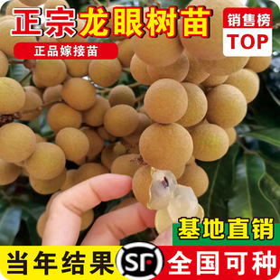 龙眼树苖嫁接盆栽水果树苗储良桂圆石硖南方四季种植地栽当年结果