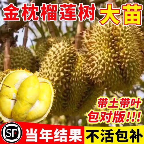 金枕榴莲树果苗南北方四季种植广西嫁接猫山王大果树盆栽当年结果