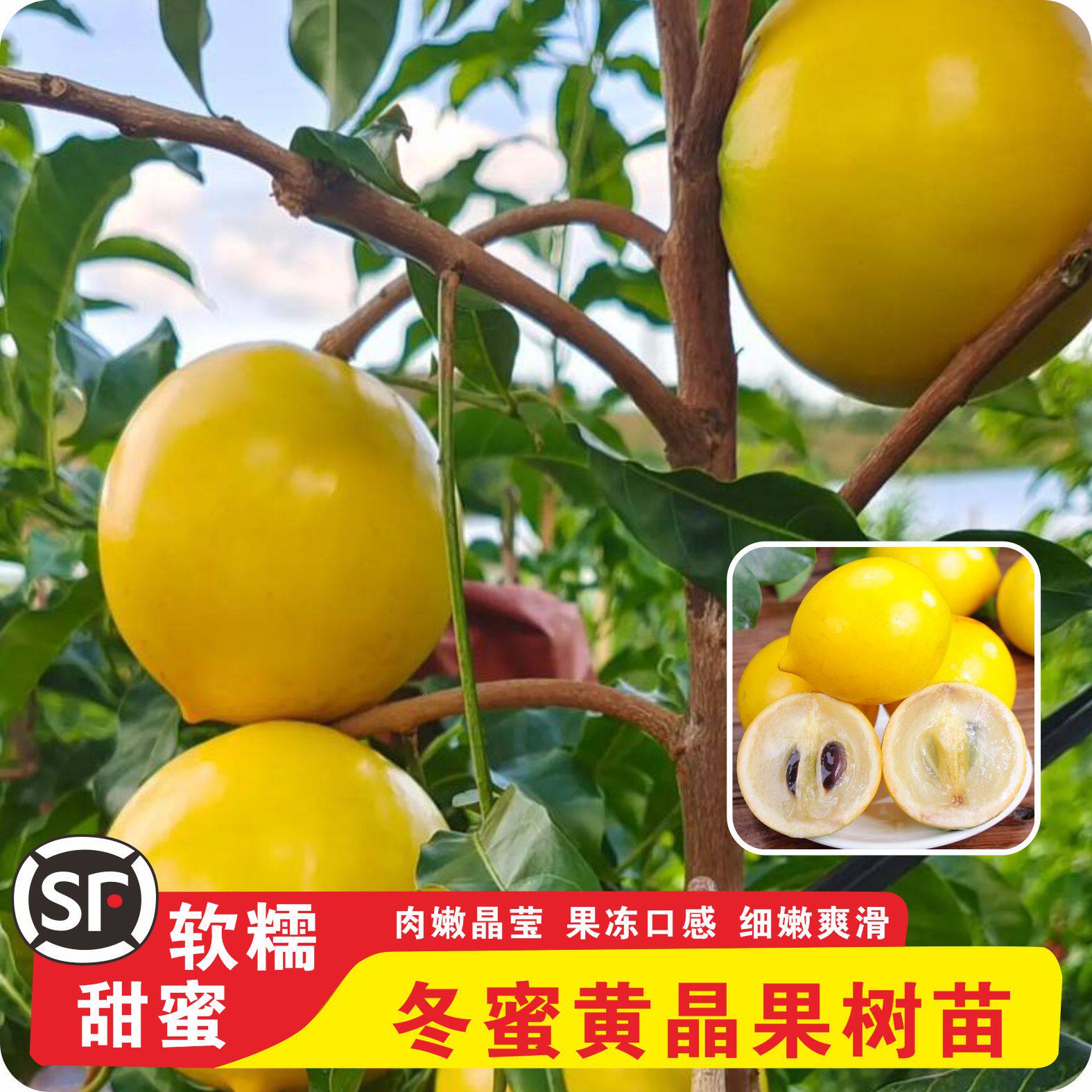 冬蜜黄晶果嫁接苗果树果苗大果盆栽庭院四季种植南方北方当年结果,鲜花速递/花卉仿真/绿植园艺,果树,淘宝优惠券,粉丝福利购,淘宝优惠卷