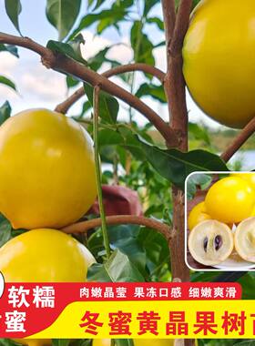 冬蜜黄晶果嫁接苗果树果苗大果盆栽庭院四季种植南方北方当年结果