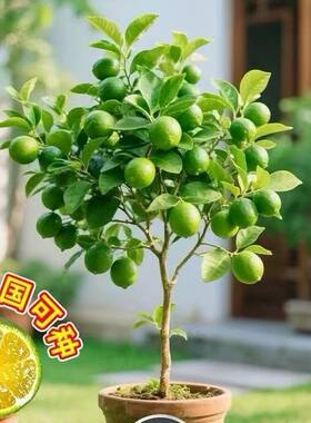 海南小青柠嫁接小金桔树苗盆栽