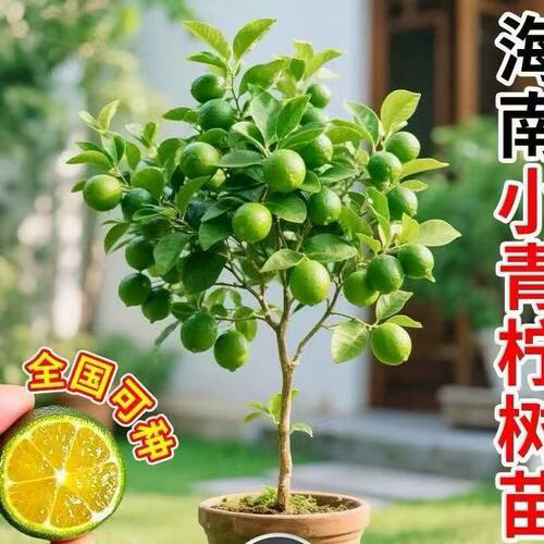 海南小青柠嫁接小金桔树苗盆栽