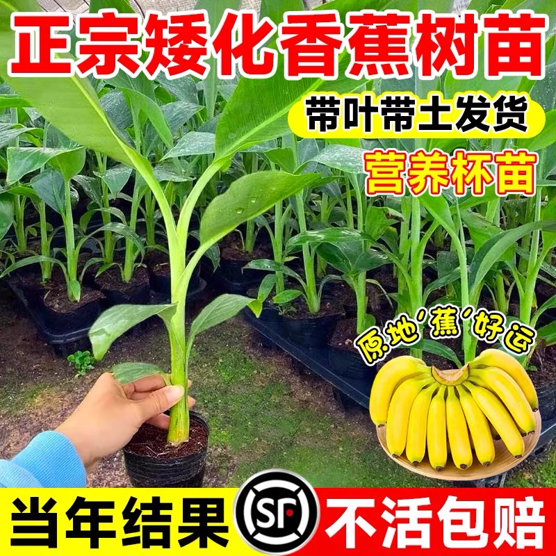 冬季常绿4-5月多年生草本组培