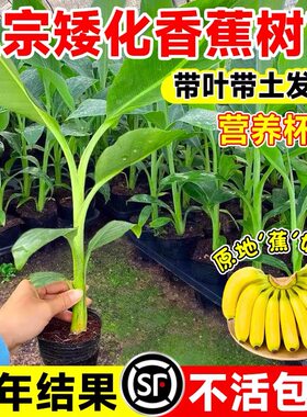 冬季常绿4-5月多年生草本组培