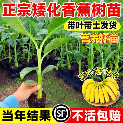 香蕉树苗盆栽地栽芭蕉粉蕉耐寒矮化香蕉苗南方北方四季庭院果树苗