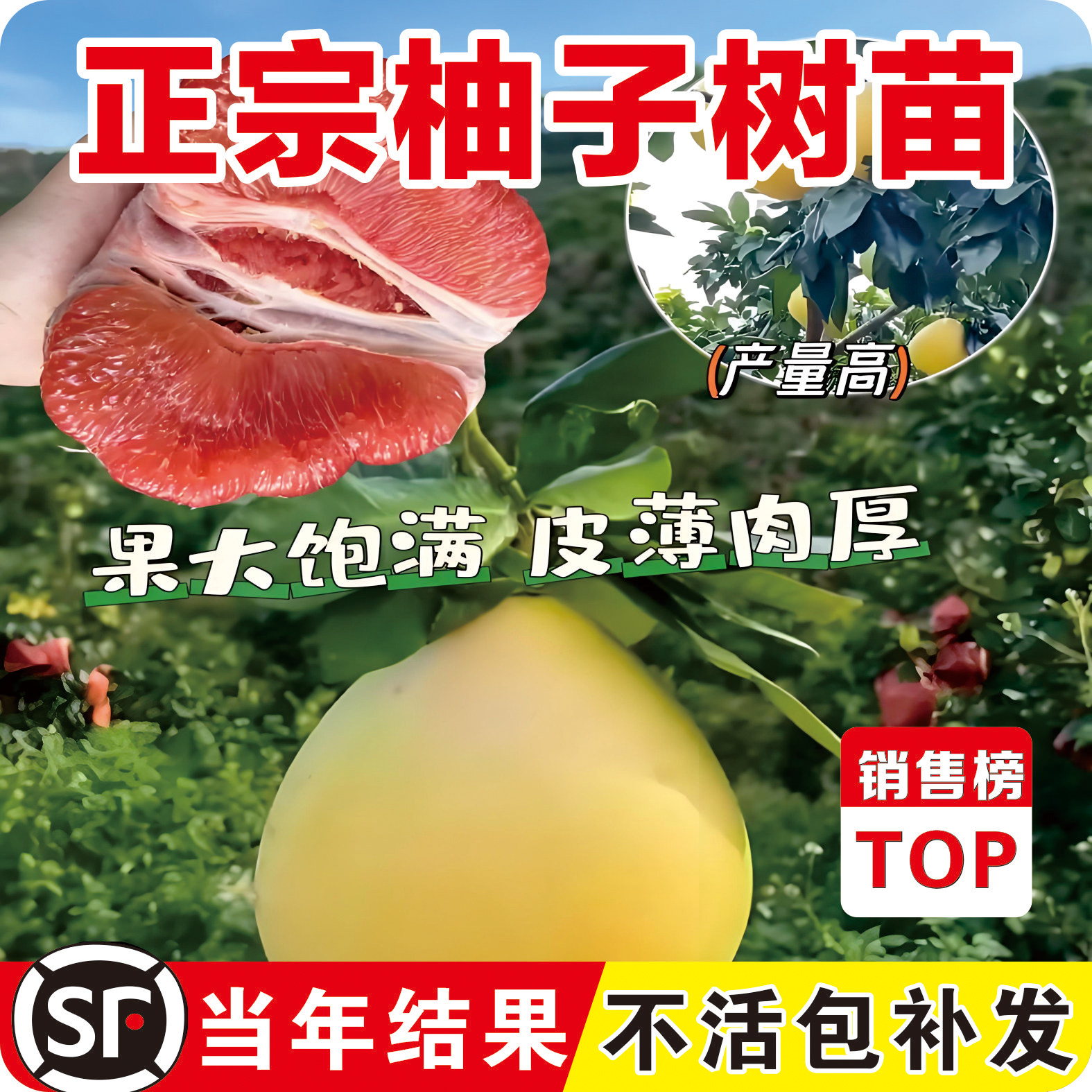 正宗福建平和三红柚子树苗红心蜜柚苗原土原杯正品带土杯带叶发货