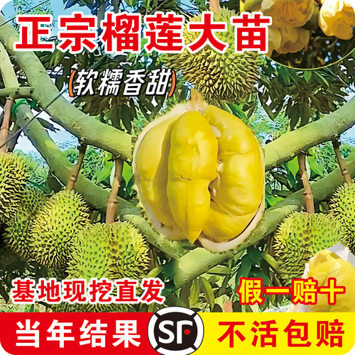 【猫山王榴莲销量N0.1】泰国金枕