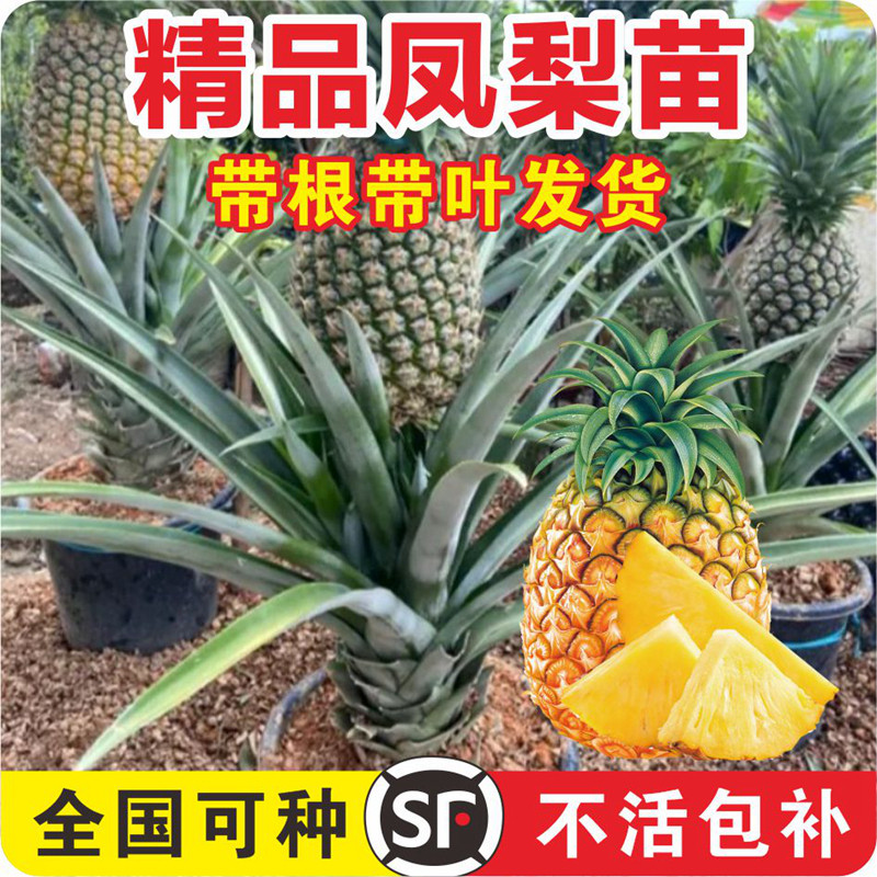 正宗金钻凤梨苗带根带叶当年结果图片