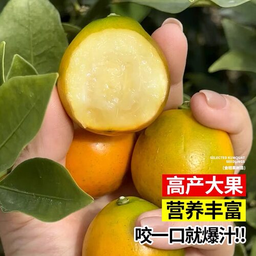 融安脆蜜金桔树苗盆栽带土带叶