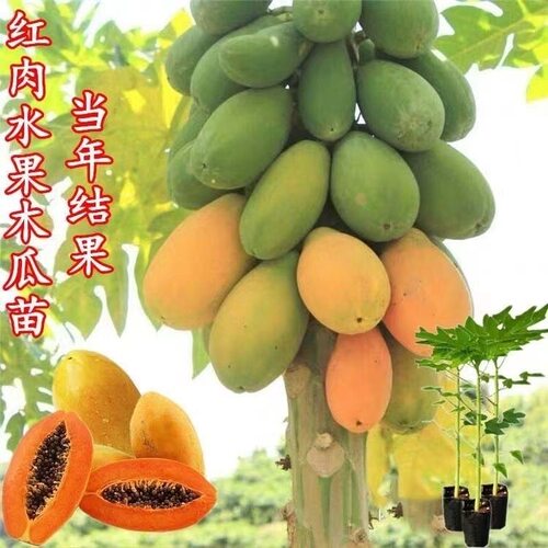 四季木瓜果树果苗冰糖红心水果木瓜特大苗果树庭院南北方种植盆栽