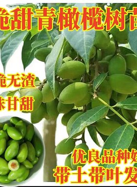 嫁接甜橄榄树苗当年结果盆栽地栽