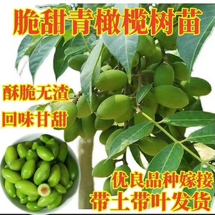 甜橄榄树树苗嫁接三棱脆甜青橄榄苗四季盆栽地栽带土带叶当年结果