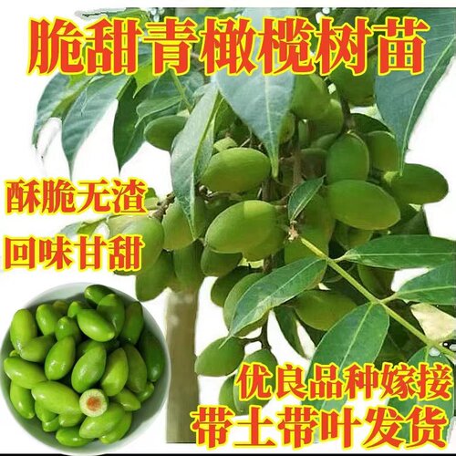 嫁接甜橄榄树苗当年结果盆栽地栽