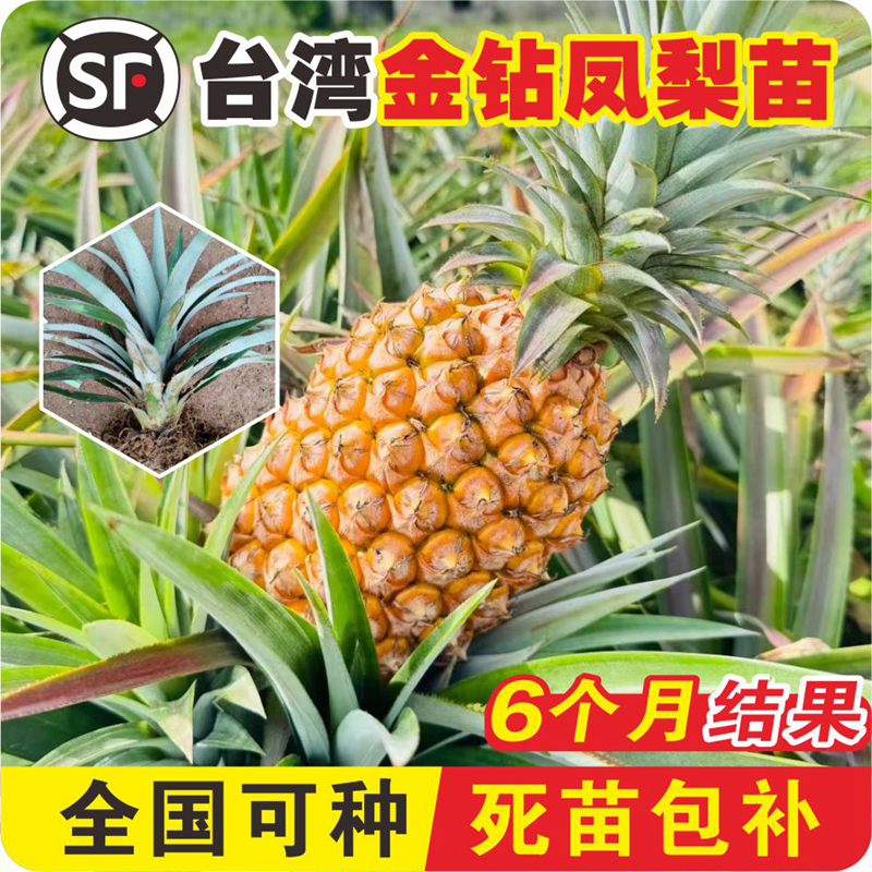 凤梨苗台湾金钻菠萝苗子带果盆栽大号南北方耐寒庭院矮化水果树苗