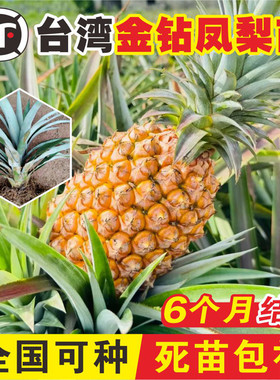 【凤梨果苗销量N0.1】菠萝果树