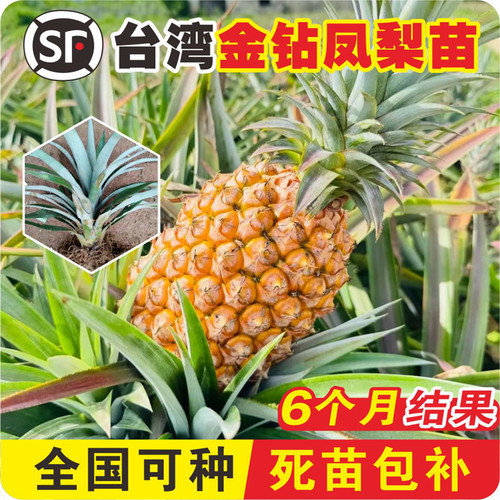 【凤梨果苗销量N0.1】菠萝果树