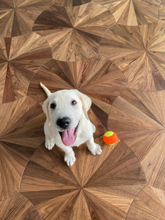 黑胡桃荷叶异形拼花木地板多层实木复合地板橡木烟熏木地板地热E0