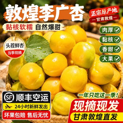 正宗敦煌李广杏特产杏子新鲜水果鲜杏甘肃敦煌杏顺丰包邮果园直供