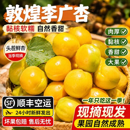 果园直供正宗敦煌李广杏顺丰包邮