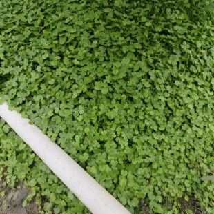 明镜草 天胡荽绿植 铺地锦绿植 土地锦 天湖葵遍地锦小叶鱼鳞草苗