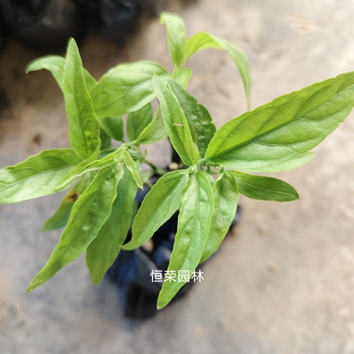 邮忧遁草苗正宗优盾草黎王草苗小叶优顿草苗鳄嘴花绿植盆栽植物