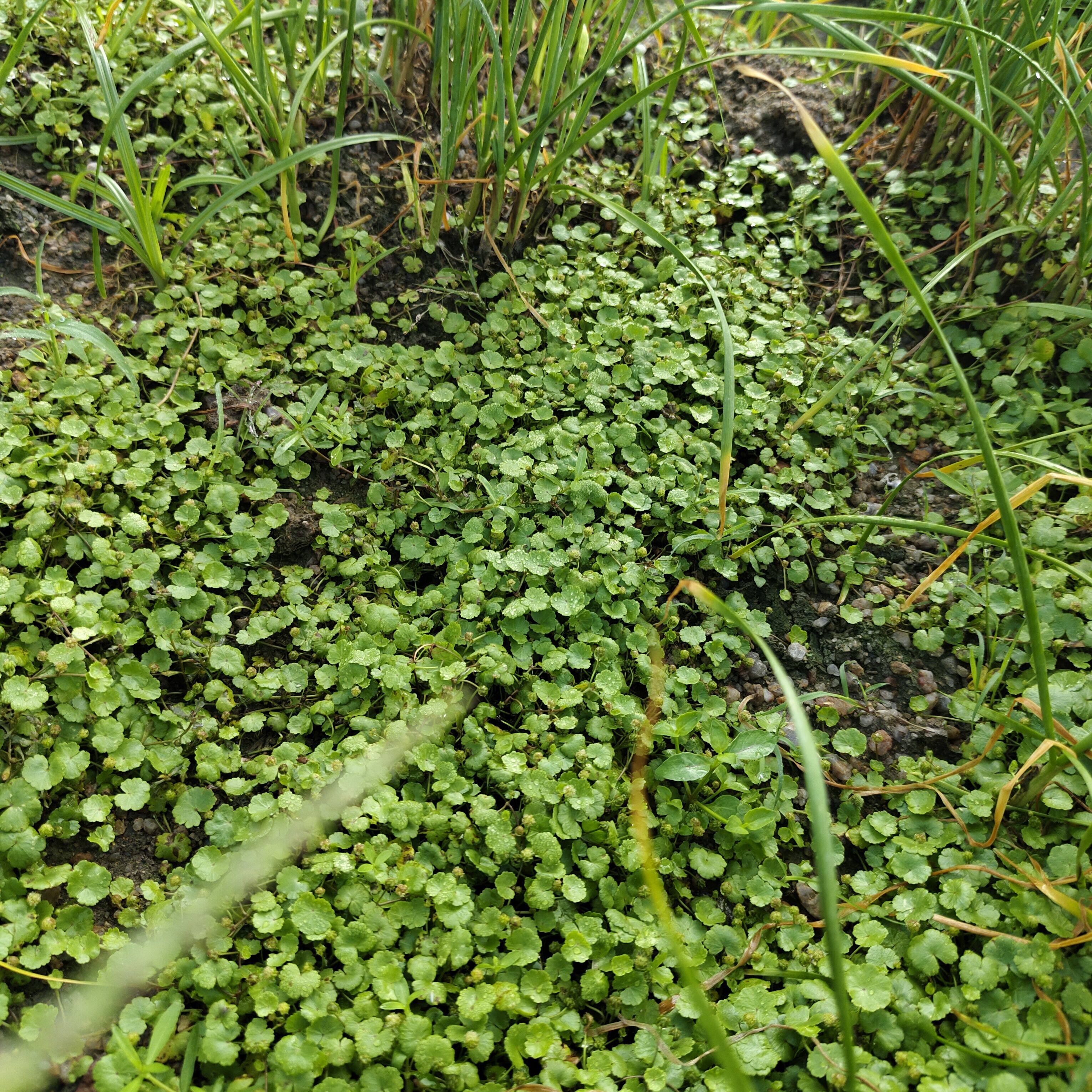 天胡荽草坪苗 草苗潮汕中草药遍地锦苗 铺地锦苗盆面草苗土地锦苗