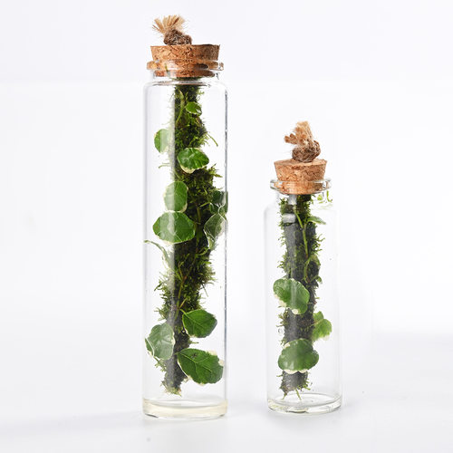 【闷养瓶】花叶薛荔植物生态微景观直筒玻璃花瓶室内懒人解压景观