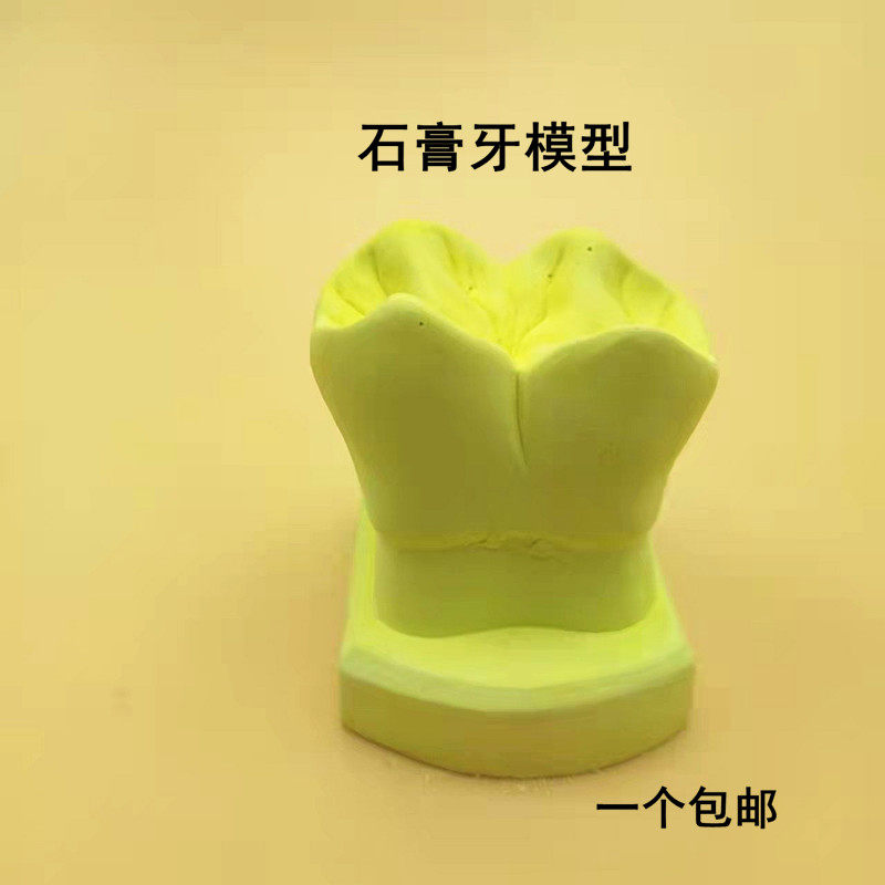 牙科材料技工雕刻练习石膏牙模型 单粒大牙模具儿童摆件装饰 包邮