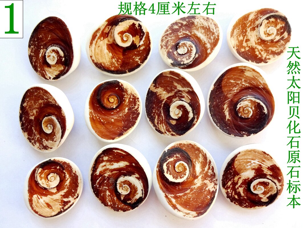 天然古生物腕足层孔虫鱼化石菊石树化石三叶虫贝壳化石原石标本59