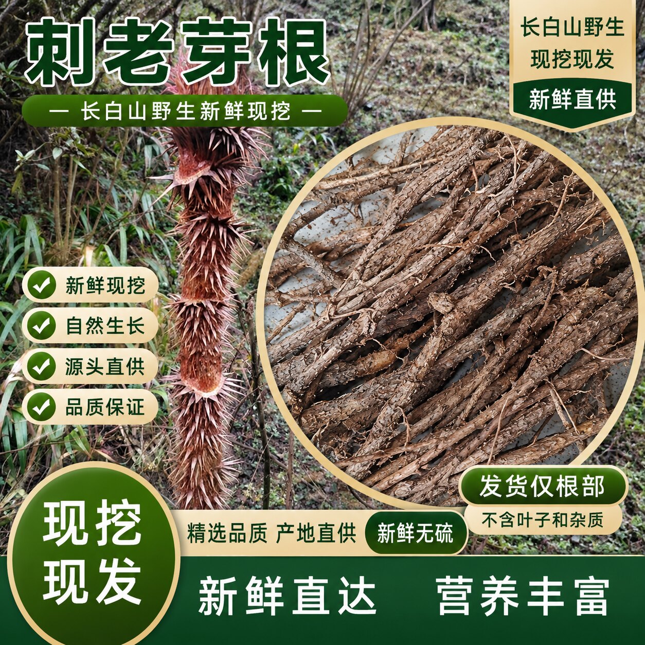 贵州深山现挖新鲜刺老包根刺嫩芽
