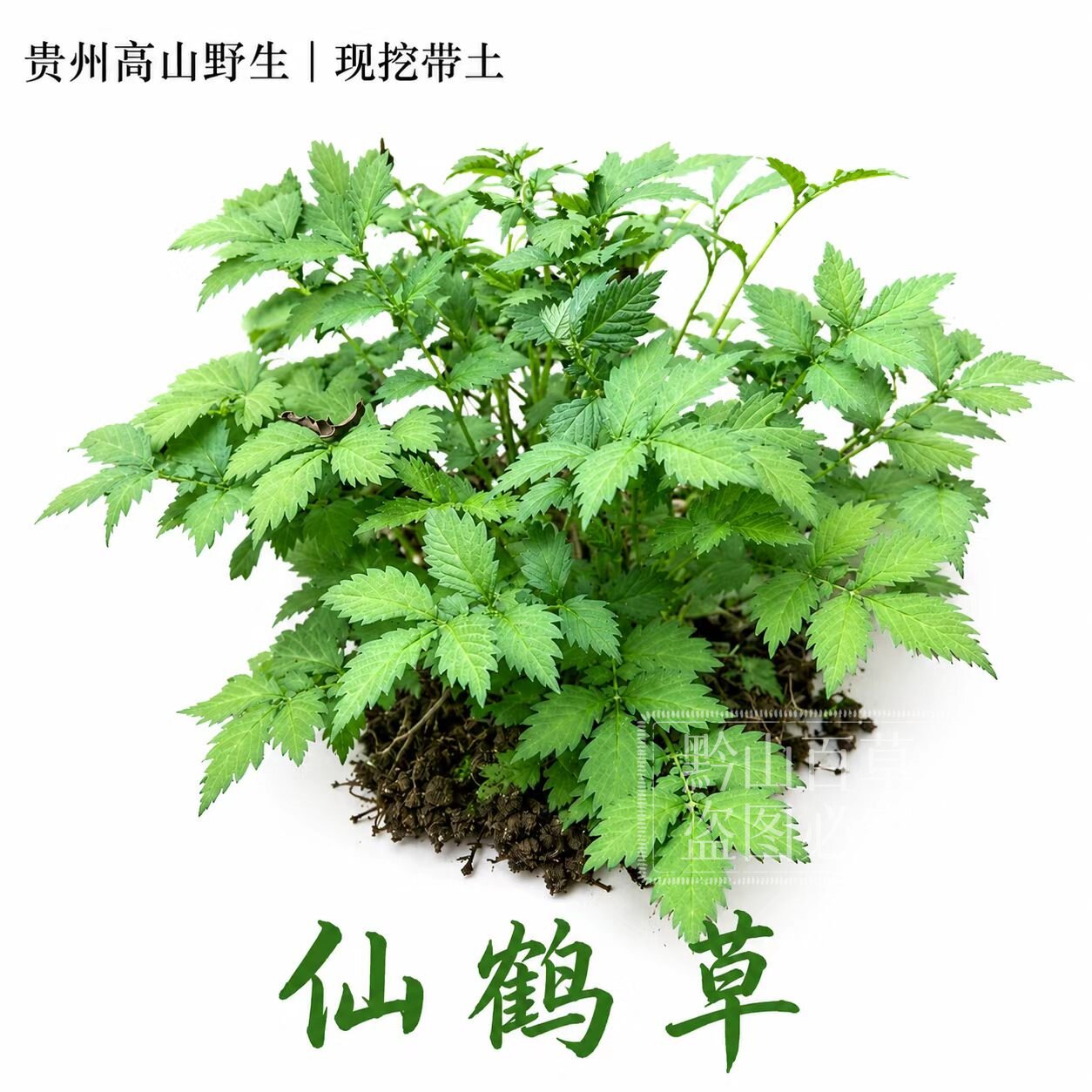 深山现采仙鹤草整株带根鲜品图片