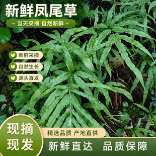 深山采晒凤尾草新鲜整株带根无硫井栏边草金鸡尾鸡脚草原生500g