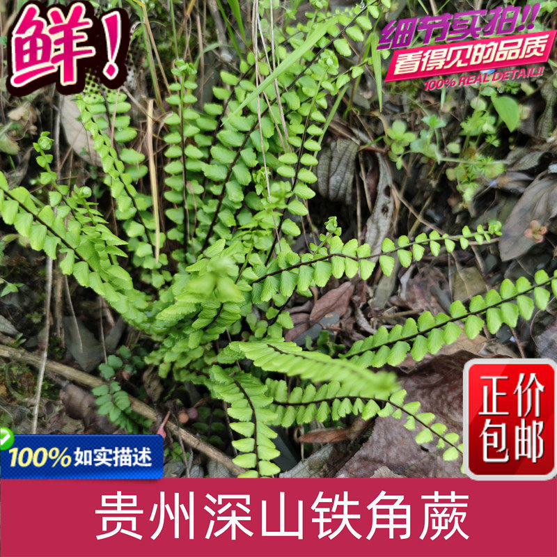 贵州中草药铁角蕨 铁角蕨苗 石林珠 蕨蕨藤绿植盆栽 防脱发草