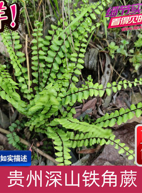 贵州中草药铁角蕨 铁角蕨苗 石林珠 蕨蕨藤绿植盆栽