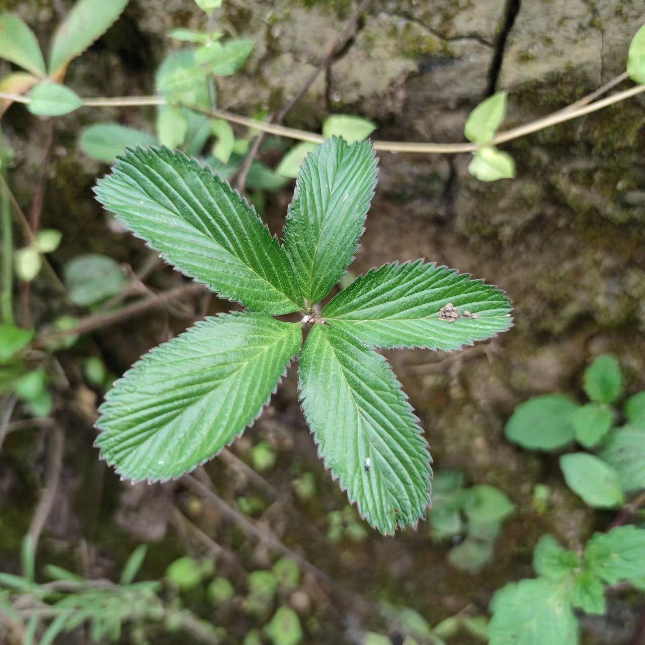 贵州新鲜蛇含委陵菜五皮风五叶莓五爪龙蛇含草五爪风五星草五虎草