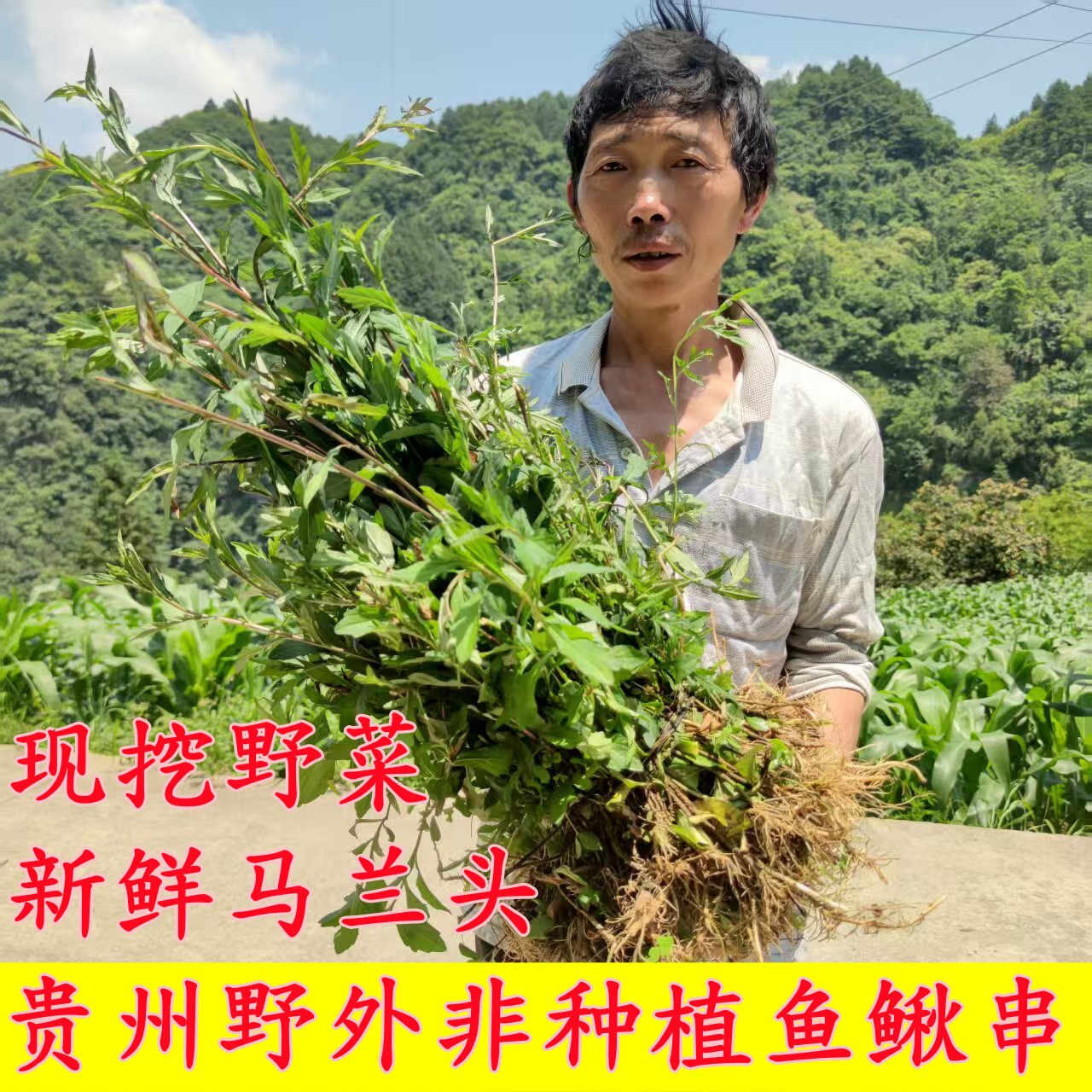 鱼鳅串 马兰头 药食两用野菜 新鲜天然野菜 农家自采中药材原料