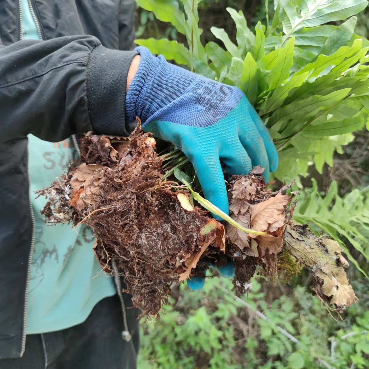 贵州深山骨碎补整株原材跌打损伤调理滋补毛姜巴岩姜爬岩姜