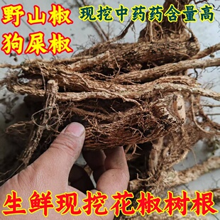 贵州原生态野生花椒树树根 新鲜现挖带根须 香料药材泡酒炖汤料