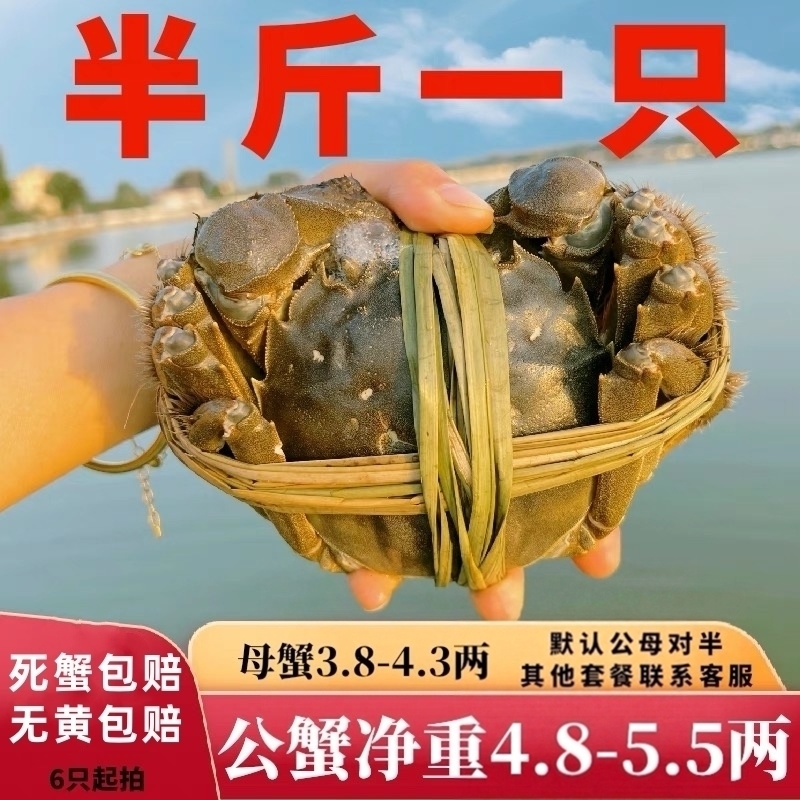 特大残蟹净重5-6两公螃蟹鲜活掉腿掉脚残次大闸蟹一只装-6只起拍