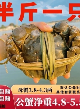 特大残蟹净重5-6两公螃蟹鲜活掉腿掉脚残次大闸蟹一只装-6只起拍