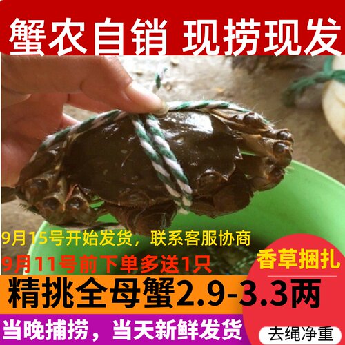 去绳净重2.9-3.3两全母蟹8/10只