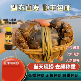 【活蟹】南京固城湖大闸蟹鲜活特大螃蟹公3两母蟹2两10只礼盒包邮