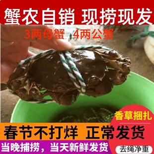 高淳固城湖大闸蟹鲜活特大螃蟹去绳净重3两母蟹8只全母蟹礼盒装