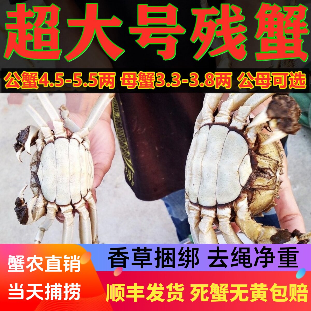 活蟹鲜活特大残蟹鲜活大闸蟹断脚残次残疾蟹公4.5两母3.5两6只8只