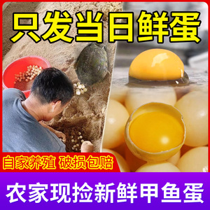 2026年鲜头窝甲鱼蛋当日现捡现发